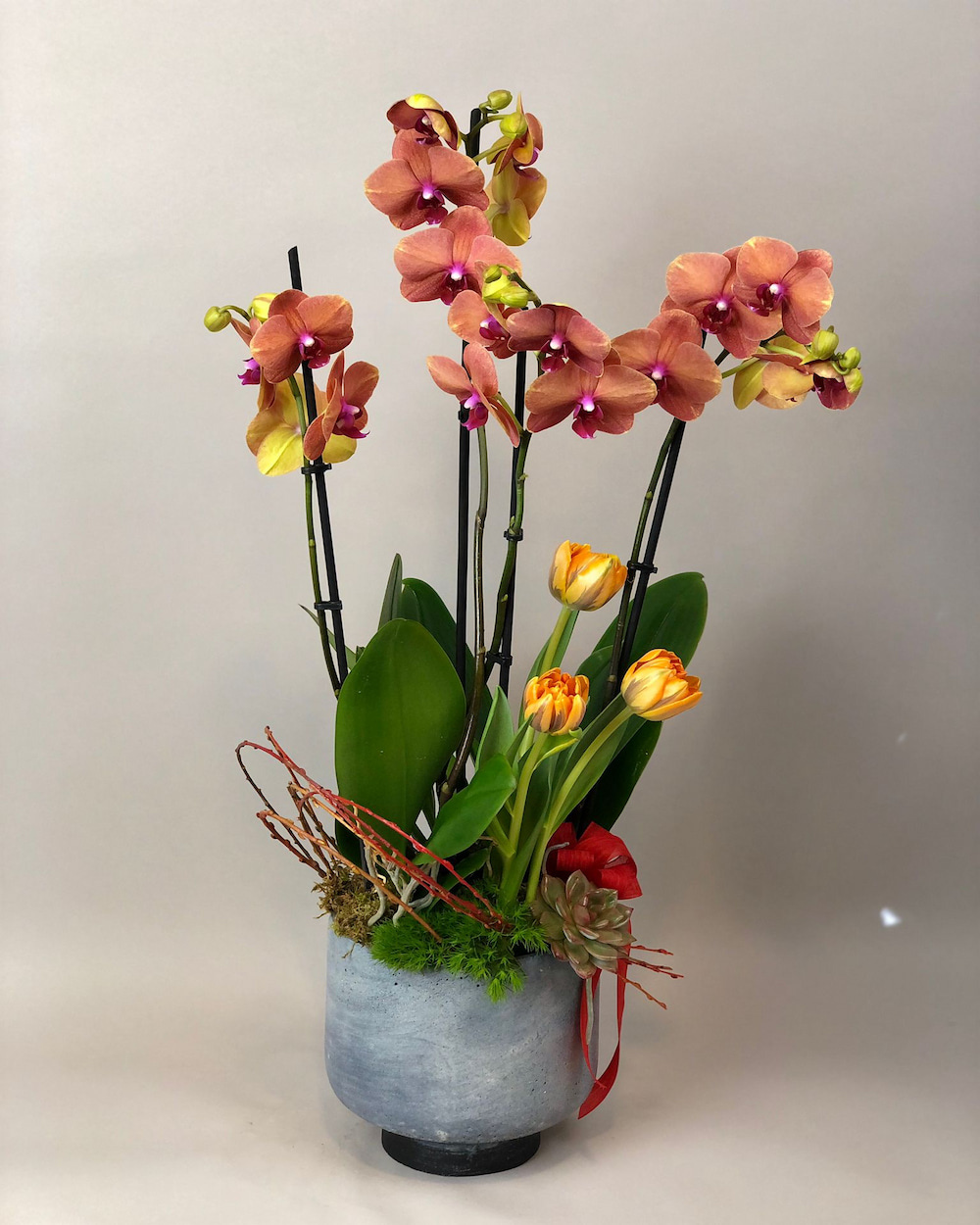 gorbia-turuncu-elegance-orkide.jpg